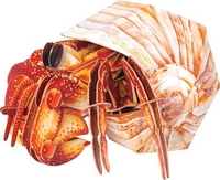 Конструктор Makebug Bring Nature Home Рак-отшельник MB-B-0008 - фото