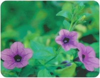 Коврик для мыши Buro BU-M20012 "Цветы" - фото